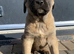 12 pure Turkish Kangal puppies