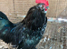 Cock chickn