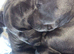 2 beautiful cane corso pups x