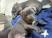 Staffordshire Bull terrier puppies