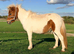 Miniature Shetland filly.
