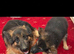 German shepherd puppies