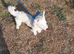 Little girl Jack Russell