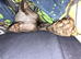 Beautiful Male Sphynx Looking for a Loving Forever Home