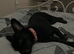 2 year old French bulldog cross patterdale
