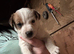 Jack Russell puppies