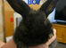 Continental giant black/blue baby boys x2