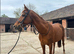 Stunning Chestnut 16.1 mare