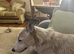 Male lurcher