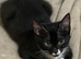 Huncho 7 month old loving boy