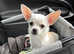 Chihuahua Stud