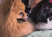 Wonderful female dogs are looking for a new home