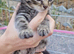Beautiful kittens looking for new home ipswich