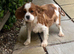 Cavalier King Charles girl for sale