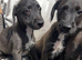 BEDDY WHIPPETS