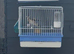 BBC goldfinches available
