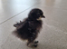Pekin Chicks x5