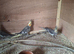 Baby cockatiels