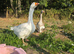 Two geese - male and female