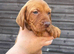 Outstanding kc registered Hungarian vizsla