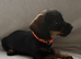 Beautiful litter of Dachshund Puppies For Sale