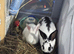 Rabbit for sale
