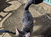 Beautiful young tabby cat