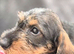Standard wirehaired dachshund