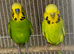 Budgie pairs