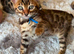 TICA PUREBRED Rare Snow/ Charcoal carrying bengal kittens!