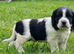 Clumber x springer  x cocker