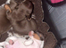 KC Miniature Dachshund