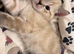 Snow Bengal British shorthair kitten!