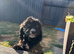 11 week old cockerpoo