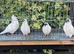 German helmet pigeons