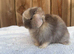Exceptional mini lop (1 boy available)