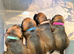 Kc reg border terrier  puppies