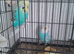 Exhibition budgies