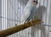 Stunning colours budgies