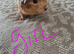 Guinea pigs