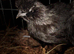 Trio POL Black Silkies