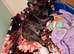 French Bulldog x puppies for sale
