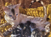 Kittens-half bengals kittens ready for a new home.