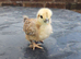 Silkie hybrid and Pekin Bantam chicks