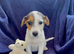 Jack Russel x Cocker Spaniel Puppies