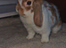 Mini lop doe