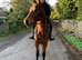 Very quiet allrounder Irish TB mare 16h 4yo RORE