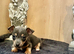 Jack Russel pups