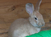 Baby Rabbits Ready for Their Forever Homes