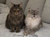TICA REGISTERED MAINE COON KITTENS